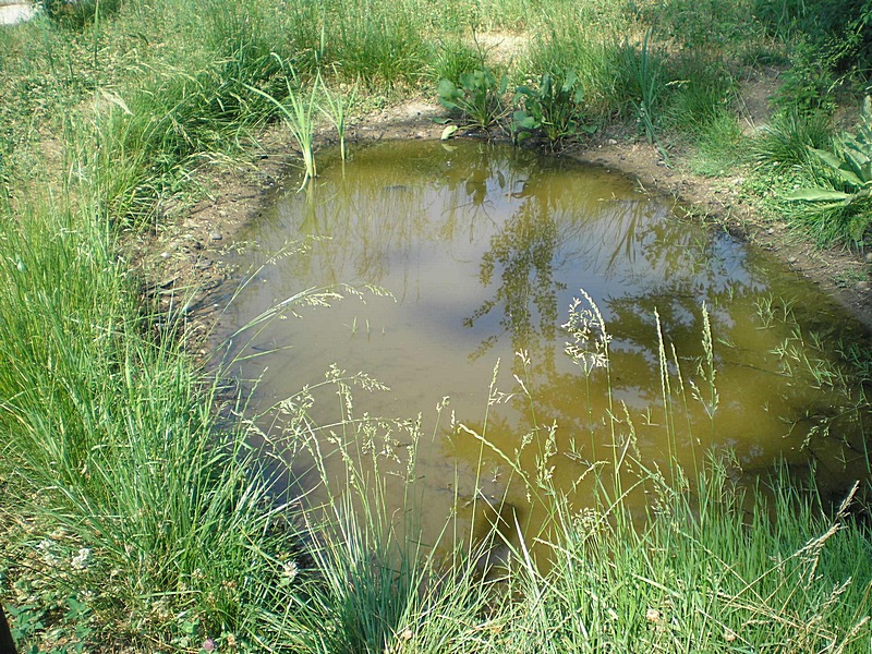 Chlorococcus turgidus